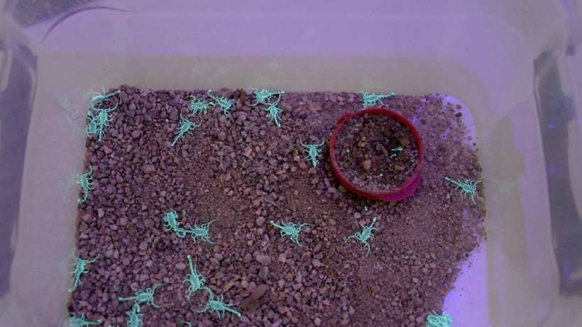 Gram altınla yarışıyor, 4 ayda 4 bin tane yavrusu oldu - Resim: 1