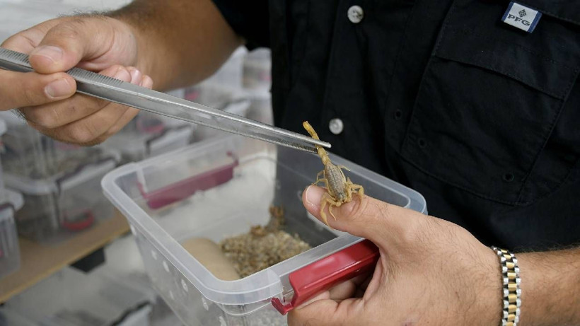 Gram altınla yarışıyor, 4 ayda 4 bin tane yavrusu oldu - Resim: 3