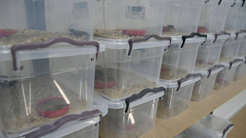 Gram altınla yarışıyor, 4 ayda 4 bin tane yavrusu oldu - Resim: 4