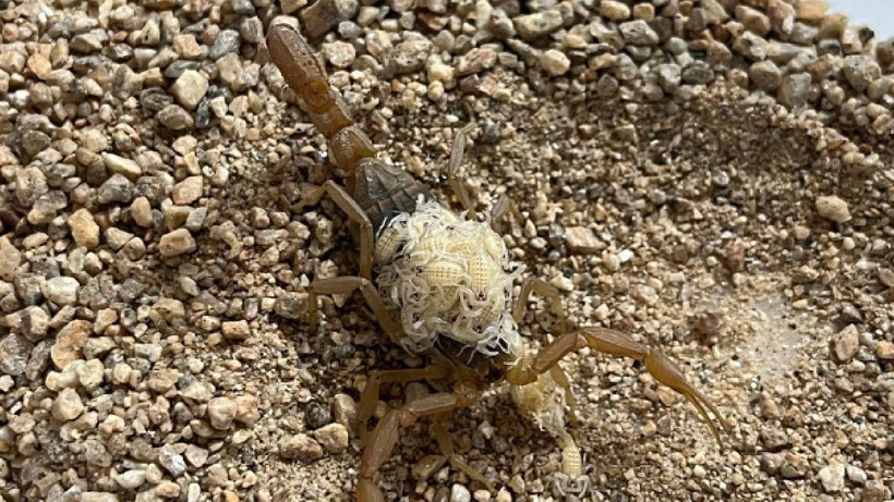 Gram altınla yarışıyor, 4 ayda 4 bin tane yavrusu oldu - Resim: 5