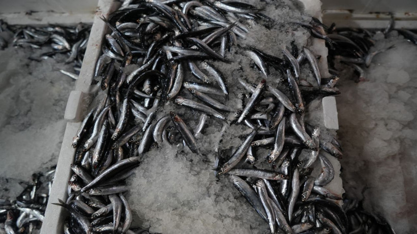 Kasalar kapışıldı, en çok o balık satıldı - Resim: 4