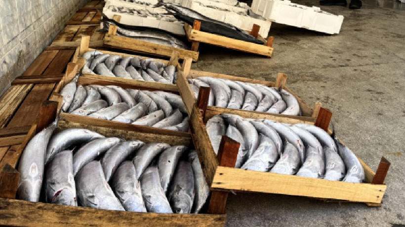 9 bin tane tuttular, tanesini 400 TL'den sattılar - Resim: 4