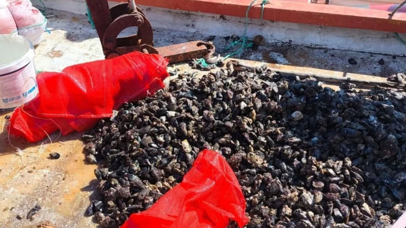 Piyasa değeri 2.5 milyon! Denize geri bıraktılar - Resim: 3