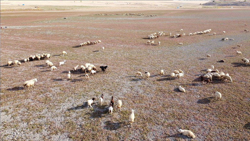 Kuraklığın vahim tablosu: Kuruyan baraj havzasında hayvanlar otlatılıyor - Resim: 2