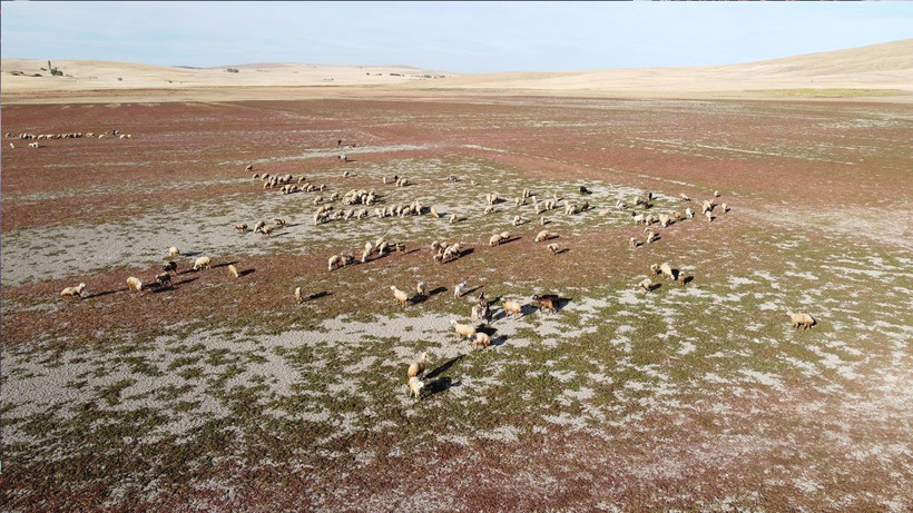 Kuraklığın vahim tablosu: Kuruyan baraj havzasında hayvanlar otlatılıyor - Resim: 3