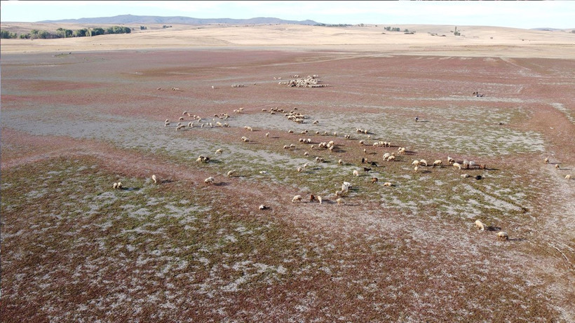 Kuraklığın vahim tablosu: Kuruyan baraj havzasında hayvanlar otlatılıyor - Resim: 5