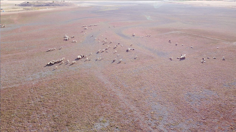 Kuraklığın vahim tablosu: Kuruyan baraj havzasında hayvanlar otlatılıyor - Resim: 6