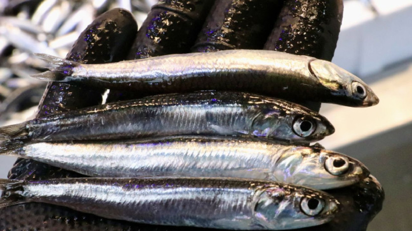 Kilosu 100 liraya düştü! Kapış kapış satılıyor - Resim: 3