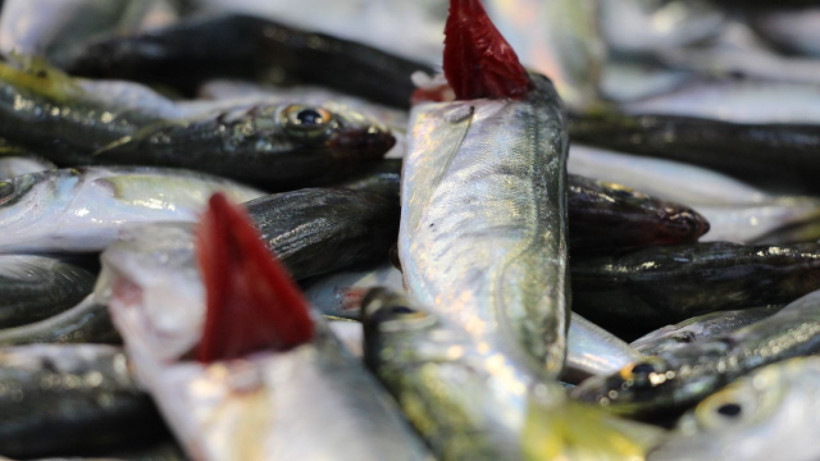 Balıkseverler müjde! "Bolluk ayı" başladı - Resim: 5