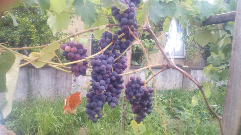 Şifa niyetine Isabella! Üretim başladı - Resim: 6