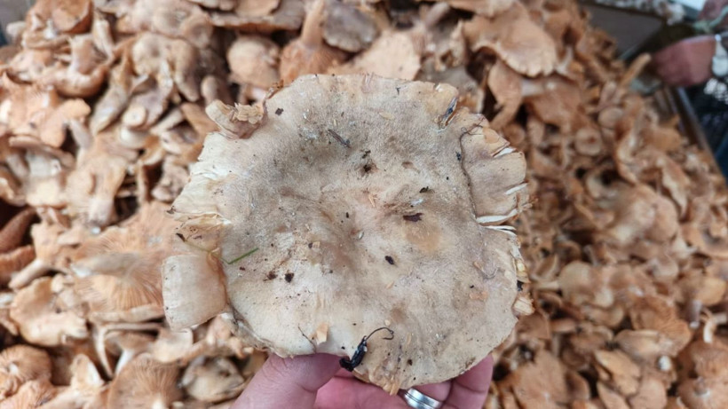 Tezgahlarda tirmit bolluğu: Fiyatı düştü - Resim: 4