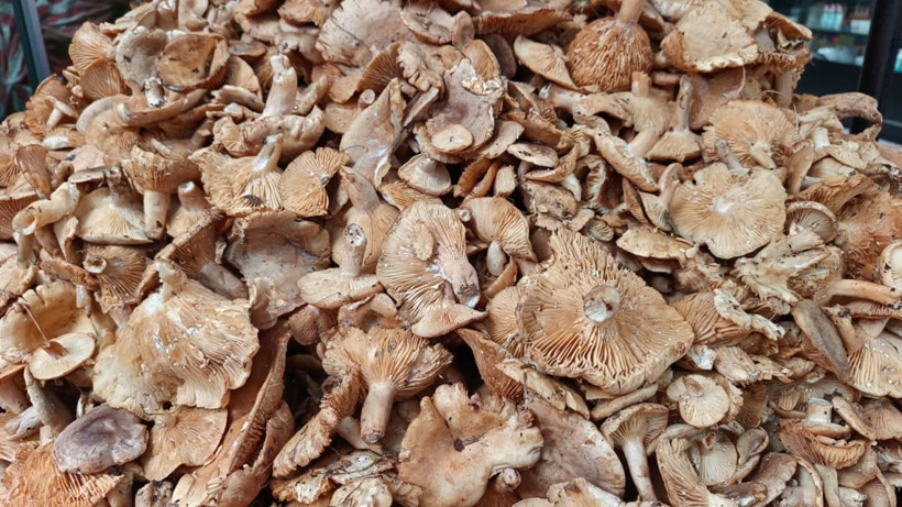 Tezgahlarda tirmit bolluğu: Fiyatı düştü - Resim: 5