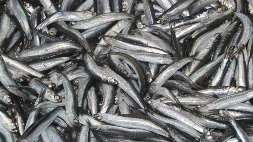 Balıkçıların gözü havada, denk gelen 500 kasa tutuyor - Resim: 4