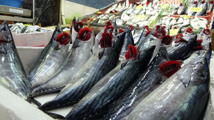 Balıkçılardan kötü haber! Tanesi 1000 liraya çıkabilir - Resim: 1