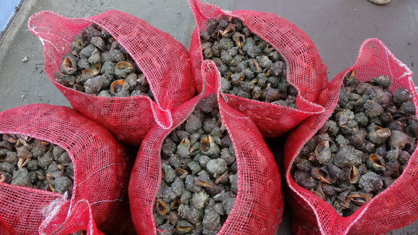 Palamuttan sonra bir hüsran daha! Yarı yarıya düştü - Resim: 2