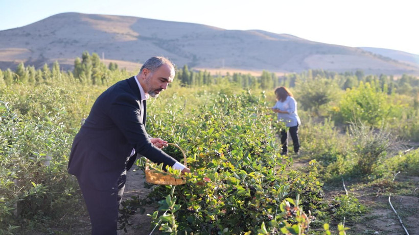 Aronya mucizesi! Uyum sağladı, dekar başı 2000 kilo çıkıyor - Resim: 1