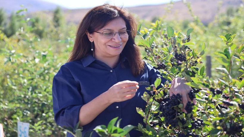 Aronya mucizesi! Uyum sağladı, dekar başı 2000 kilo çıkıyor - Resim: 3