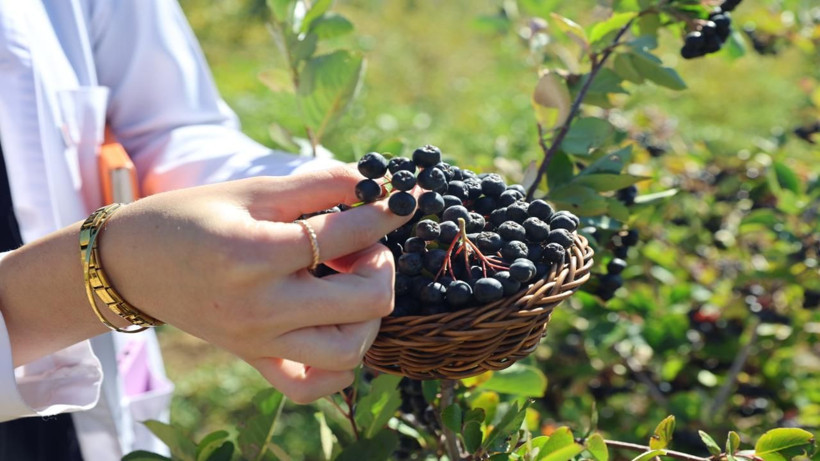 Aronya mucizesi! Uyum sağladı, dekar başı 2000 kilo çıkıyor - Resim: 5
