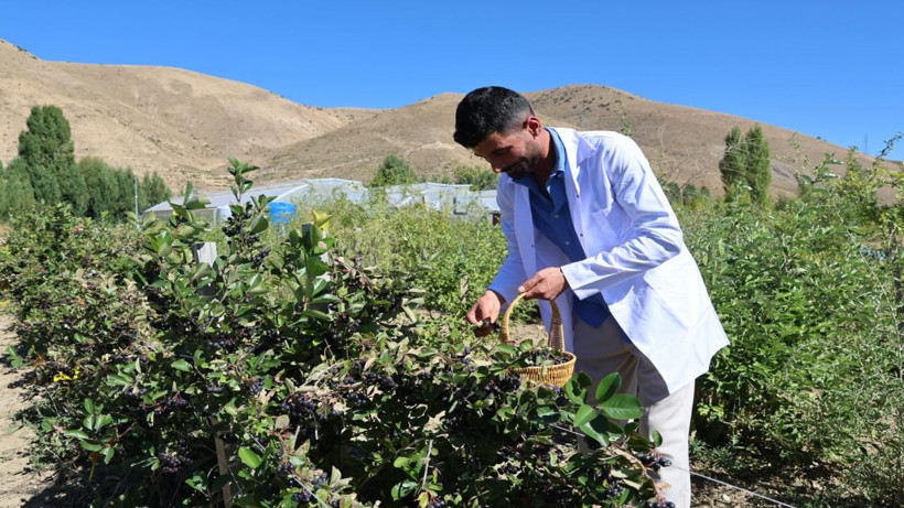 Aronya mucizesi! Uyum sağladı, dekar başı 2000 kilo çıkıyor - Resim: 6