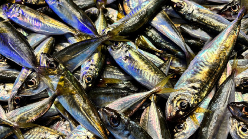 100 liraya düştü, kapış kapış gidiyor - Resim: 5