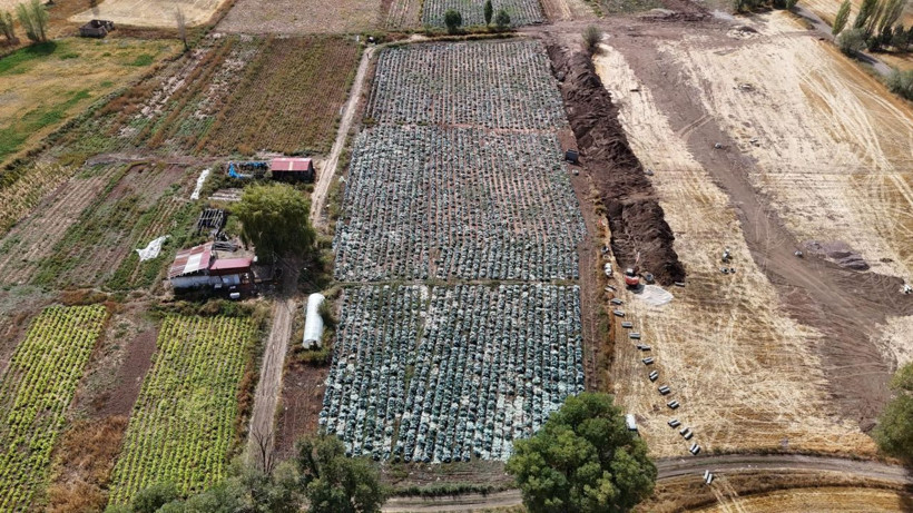 Lahanayı 'hastalık' vurdu - Resim: 3