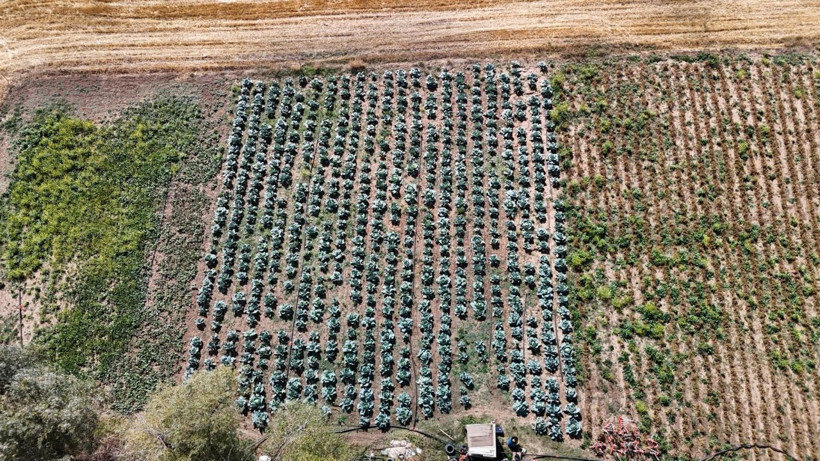Lahanayı 'hastalık' vurdu - Resim: 6