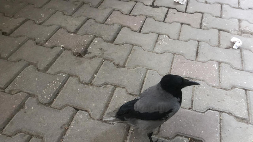 Rıfkı kahvehanenin müdavimi oldu - Resim: 2