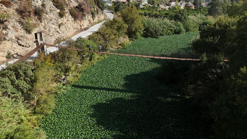 İstila ettiler! Boyu 1 metreyi buluyor - Resim: 1