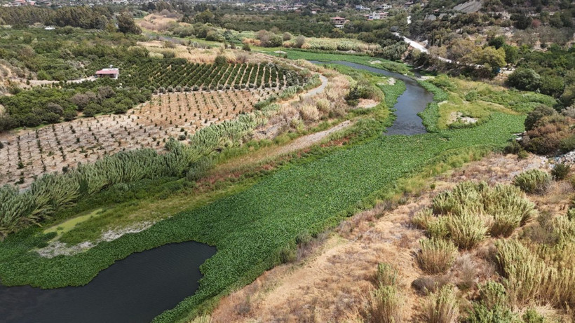 İstila ettiler! Boyu 1 metreyi buluyor - Resim: 5