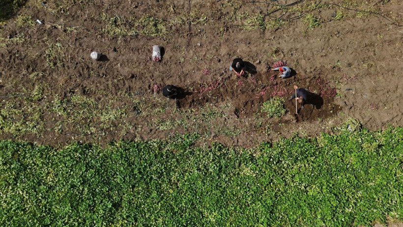 Hasat başladı, tarladan 35 TL'ye çıkıyor - Resim: 3