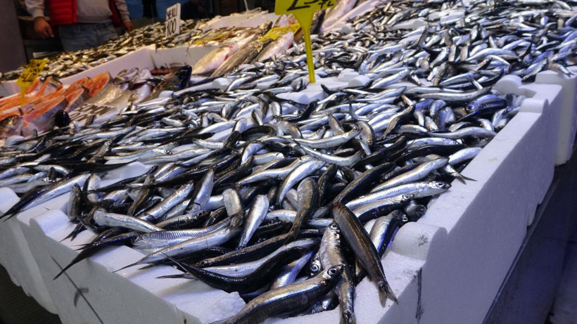 Hamside tehlike çanları! Yarı yarıya düştü - Resim: 11