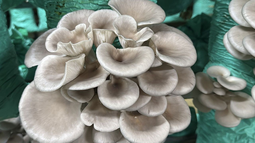 Evinin bahçesini üretim tesisine çevirdi: 40 ton istiridye mantarı üretiyor - Resim: 1