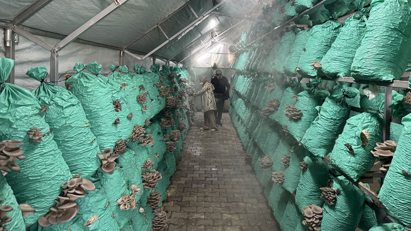 Evinin bahçesini üretim tesisine çevirdi: 40 ton istiridye mantarı üretiyor - Resim: 2