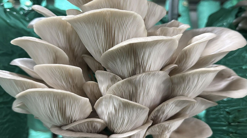 Evinin bahçesini üretim tesisine çevirdi: 40 ton istiridye mantarı üretiyor - Resim: 3