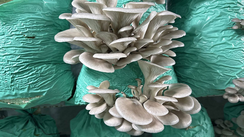 Evinin bahçesini üretim tesisine çevirdi: 40 ton istiridye mantarı üretiyor - Resim: 4