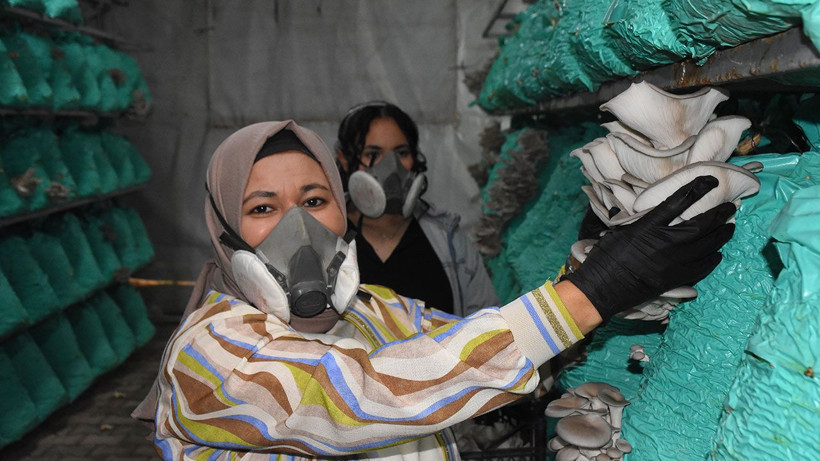 Evinin bahçesini üretim tesisine çevirdi: 40 ton istiridye mantarı üretiyor - Resim: 5