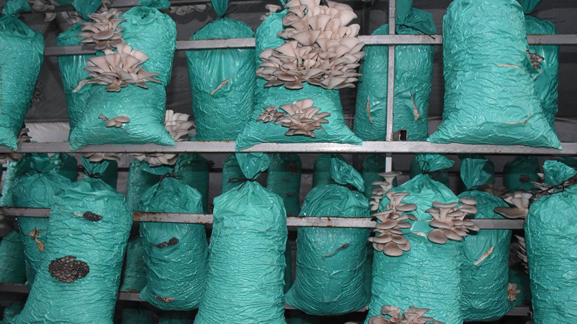 Evinin bahçesini üretim tesisine çevirdi: 40 ton istiridye mantarı üretiyor - Resim: 6