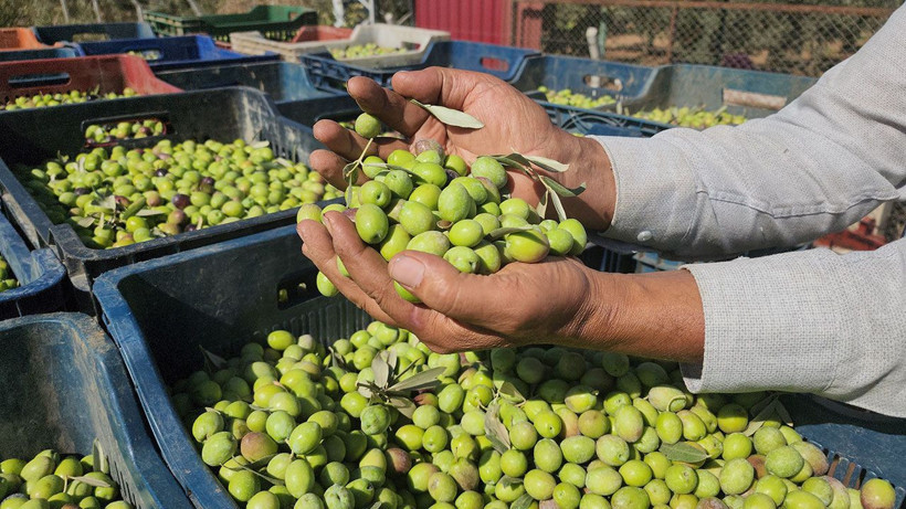 Kuraklığa rağmen bereket: Sofralık zeytin 55 TL - Resim: 1