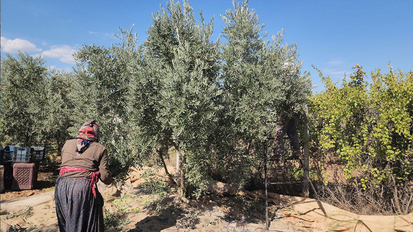 Kuraklığa rağmen bereket: Sofralık zeytin 55 TL - Resim: 2