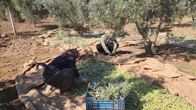 Kuraklığa rağmen bereket: Sofralık zeytin 55 TL - Resim: 4