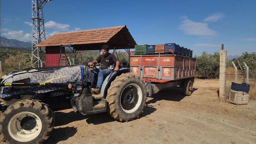 Kuraklığa rağmen bereket: Sofralık zeytin 55 TL - Resim: 5