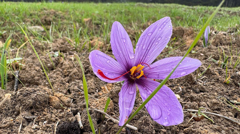 Safranbolu’nun altını: Safranın kilosu 600 bin liraya çıkıyor - Resim: 2