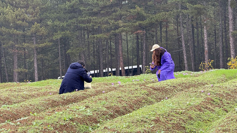 Safranbolu’nun altını: Safranın kilosu 600 bin liraya çıkıyor - Resim: 3