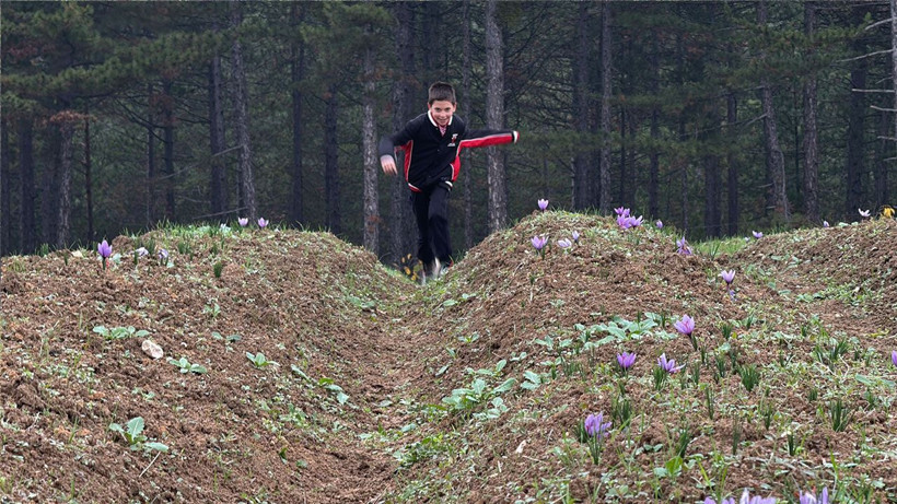 Safranbolu’nun altını: Safranın kilosu 600 bin liraya çıkıyor - Resim: 4