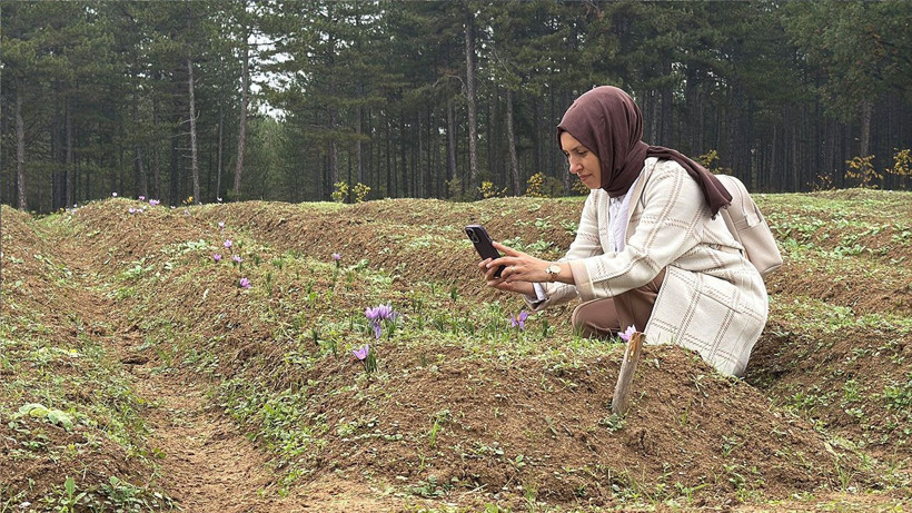 Safranbolu’nun altını: Safranın kilosu 600 bin liraya çıkıyor - Resim: 5