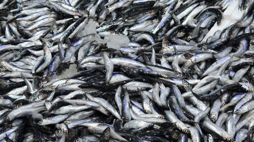 Fiyatlar yarı yarıya azaldı! Hamsi 70 liraya düştü, vatandaş sevinçten çiğ yedi - Resim: 3