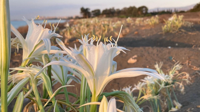 Bu çiçeği koparan yandı! Cezası 2 milyon 800 bin lira - Resim: 2