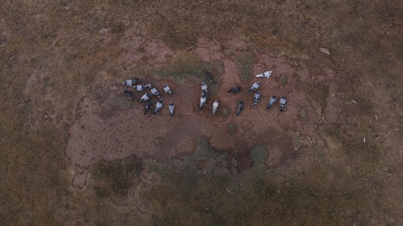 20 yıl yaşıyor, yurt dışına 500 bin TL'ye satıyorlar - Resim: 3