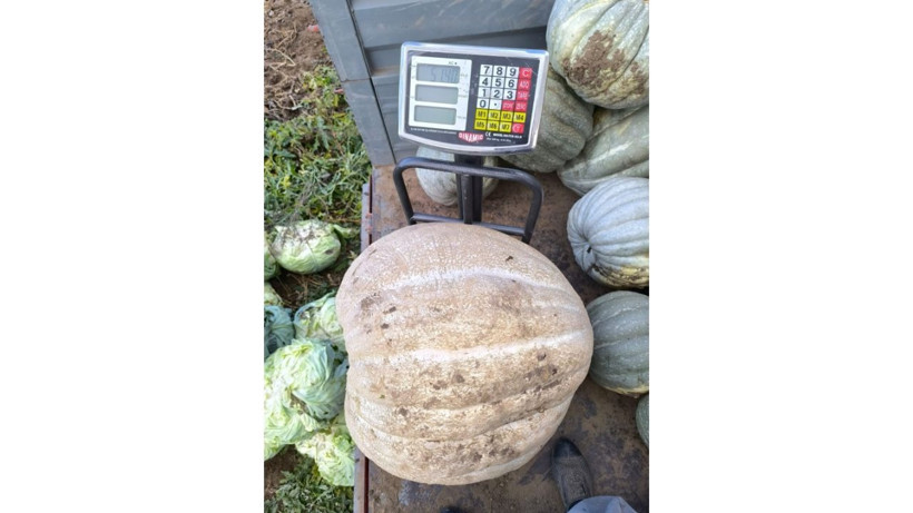 Bu kabak diğerlerinden çok farklı! Nedenini yetiştiren çiftçi açıkladı - Resim: 1