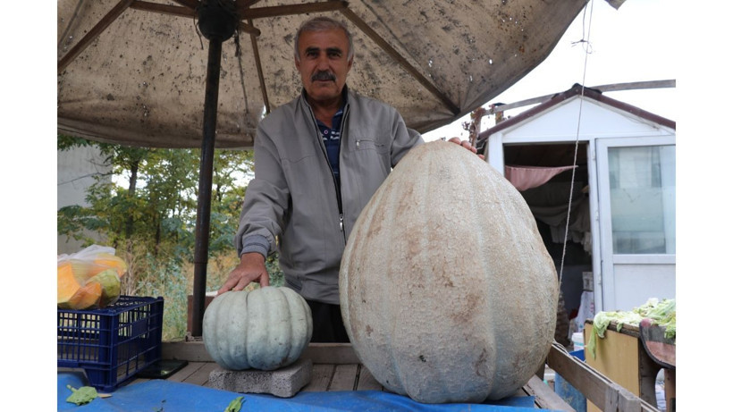 Bu kabak diğerlerinden çok farklı! Nedenini yetiştiren çiftçi açıkladı - Resim: 3